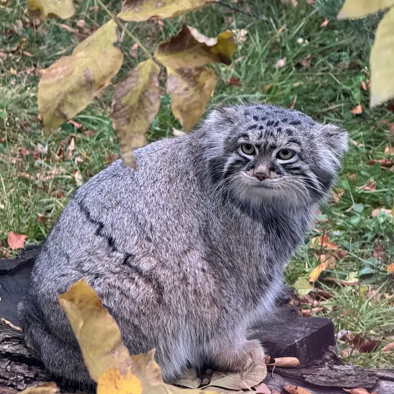 モスクワ動物園のティモフェイの写真