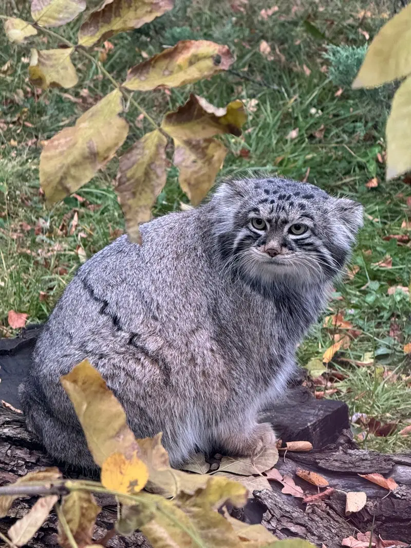 モスクワ動物園のティモフェイの写真