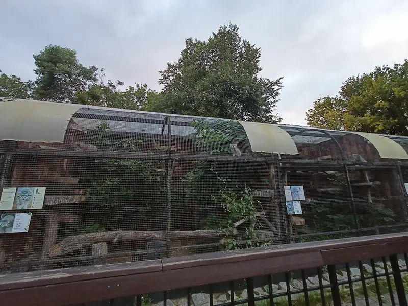 レニングラード動物園のマヌルネコの写真