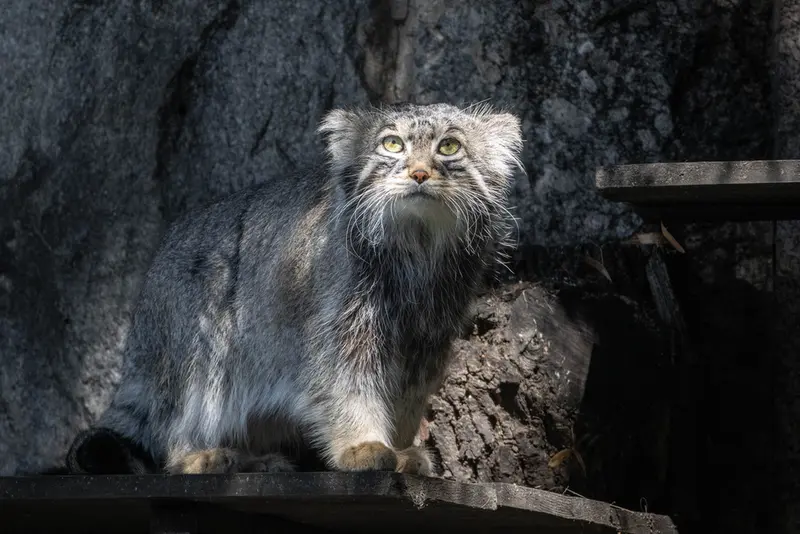 モスクワ動物園のティモフェイの写真