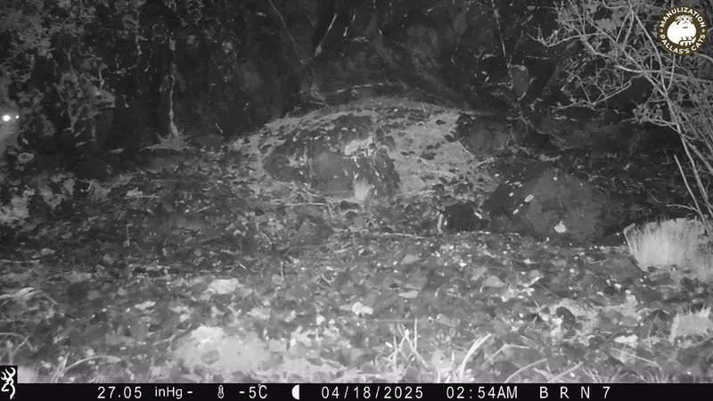 エギズカラ［新］カメラトラップで撮影したOtocolobus manul manulの写真