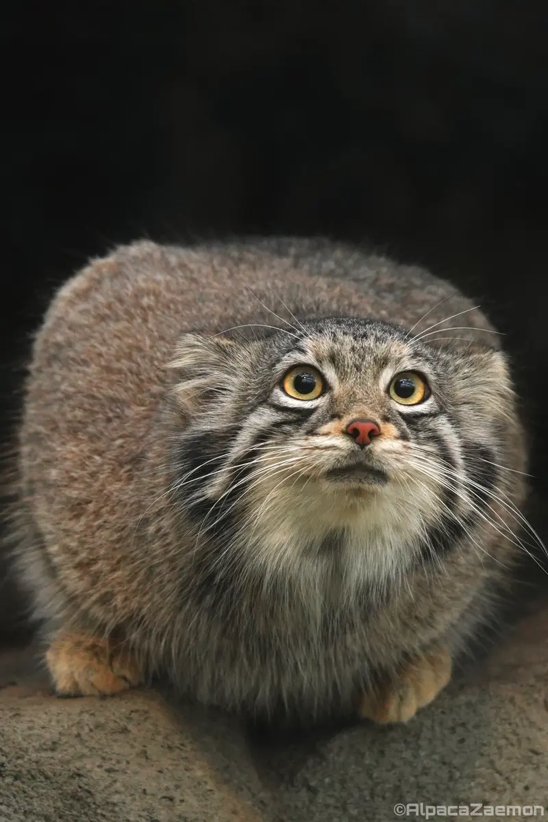 神戸どうぶつ王国のオトの写真