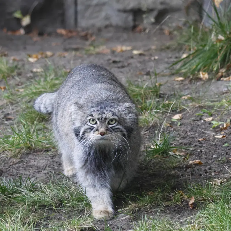 モスクワ動物園のティモフェイの写真
