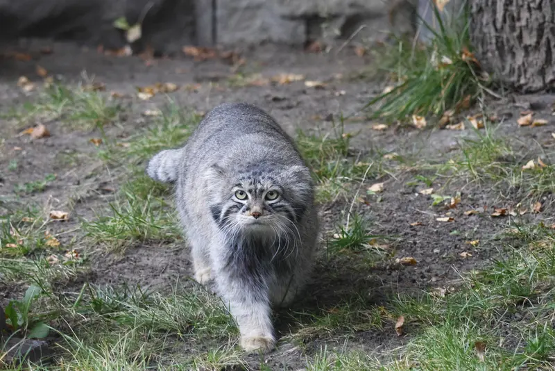 モスクワ動物園のティモフェイの写真
