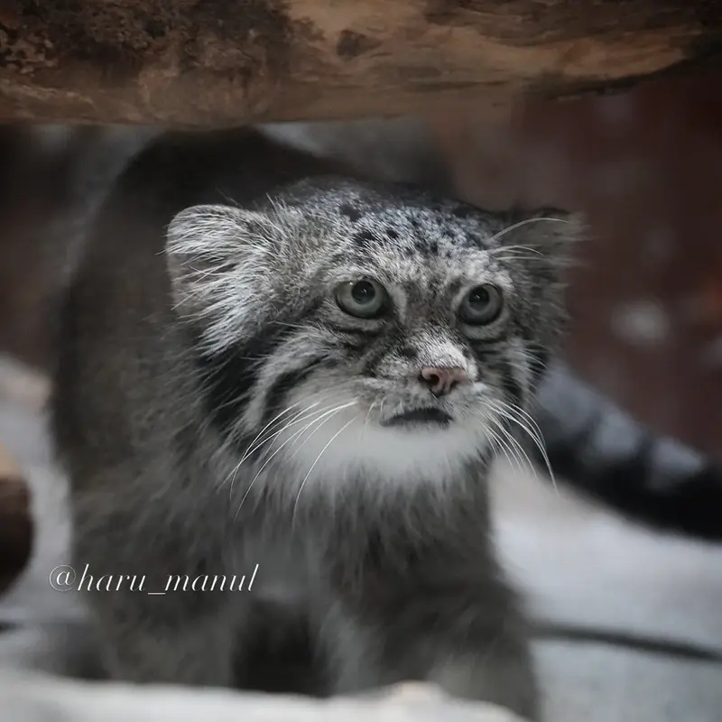 恩賜上野動物園のクリョンの写真
