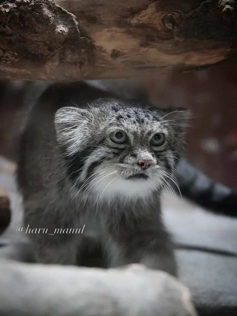 恩賜上野動物園のクリョンの写真