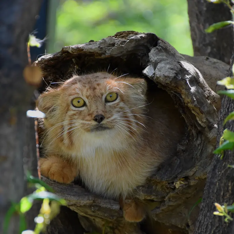 エレバン動物園のナノーの写真
