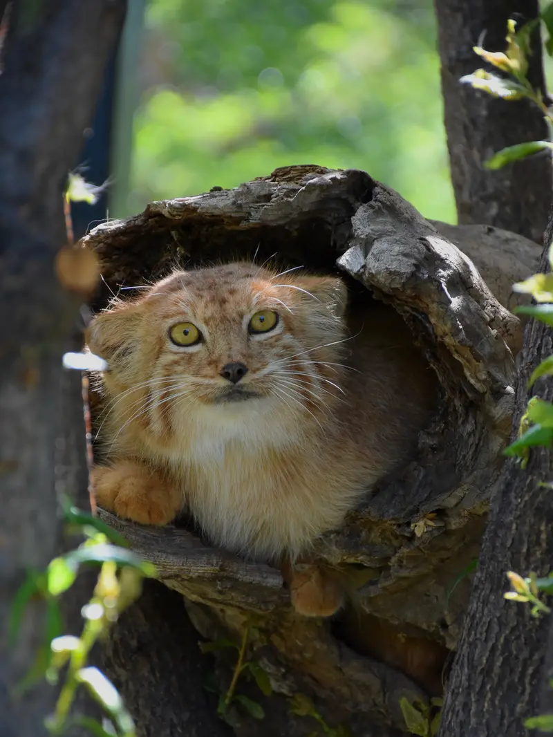 エレバン動物園のナノーの写真