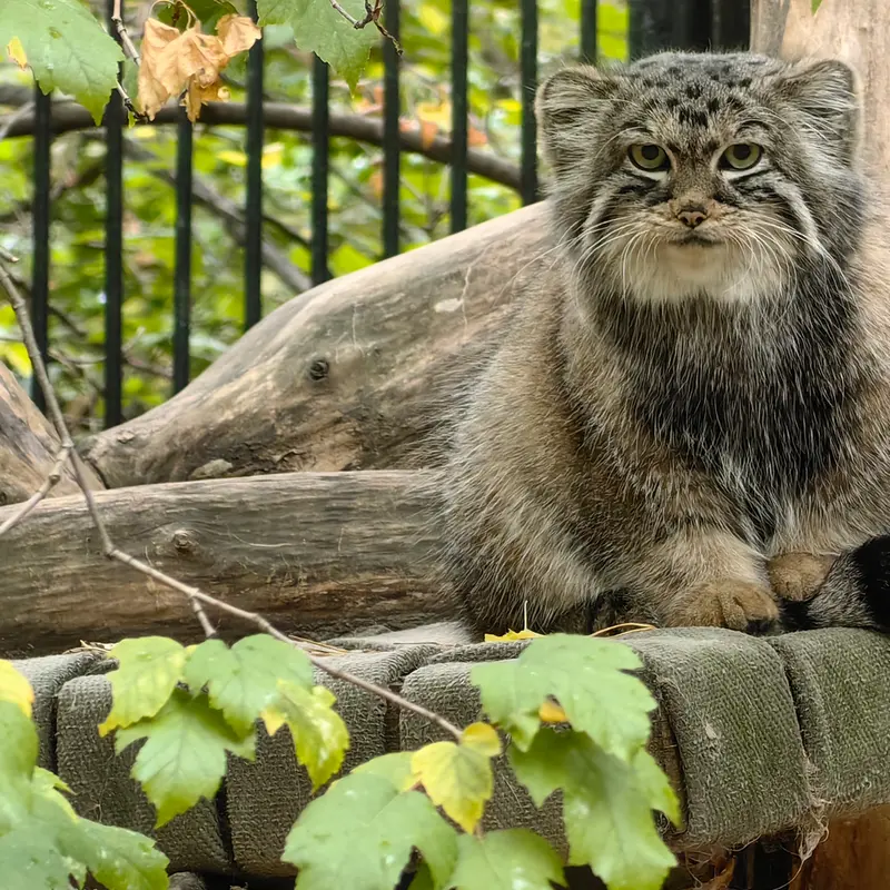 ノヴォシビルスク動物園のアーニャの写真