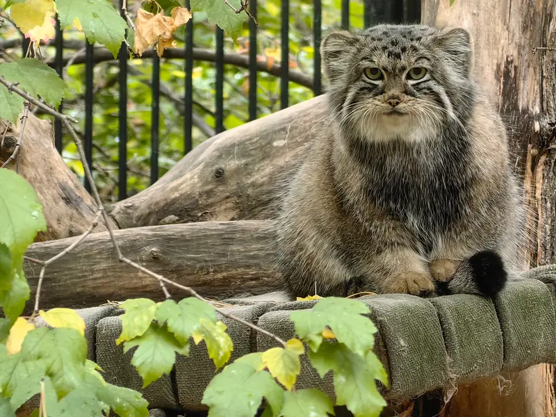 ノヴォシビルスク動物園のアーニャの写真