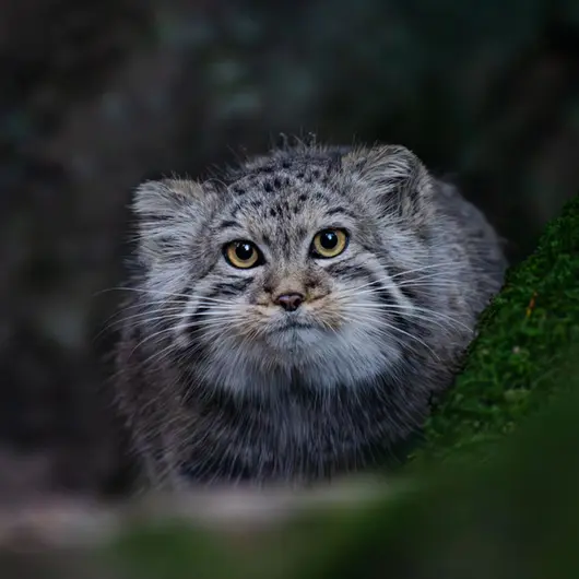ノルデンス・アークのトゥールーズの写真