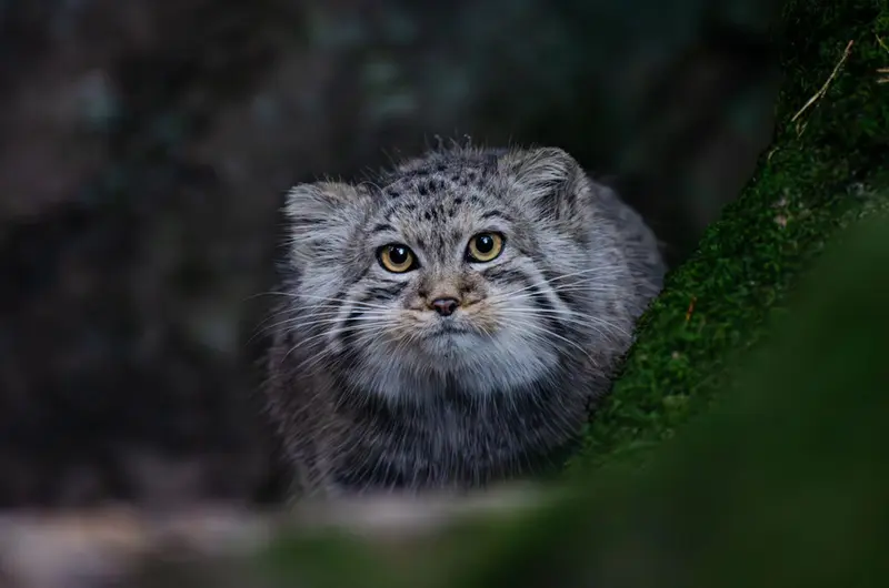 ノルデンス・アークのトゥールーズの写真