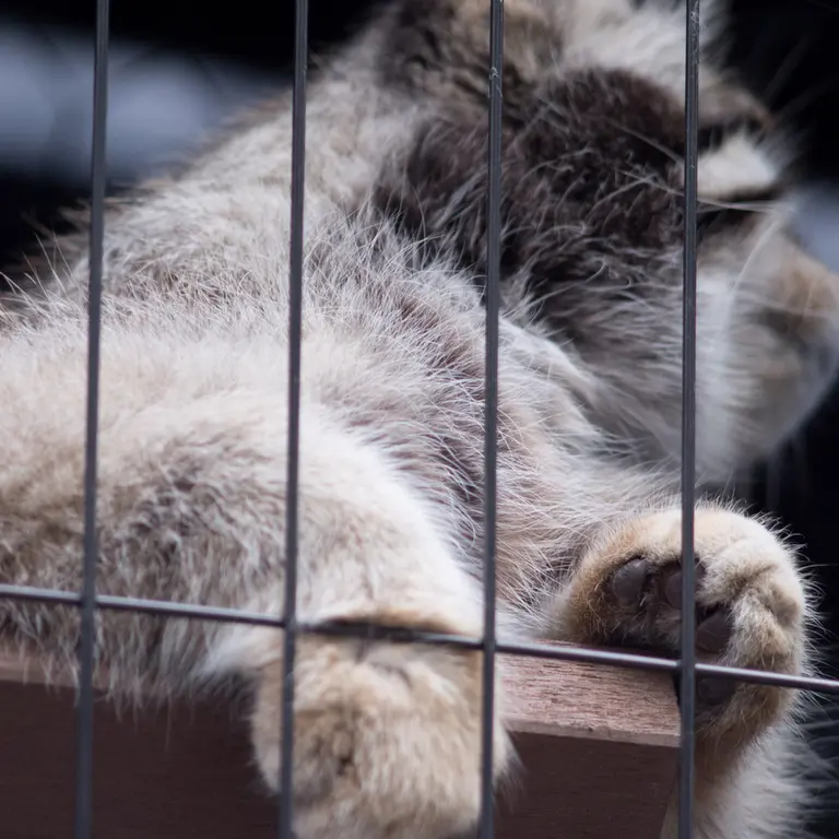 旭山動物園のグルーシャの写真