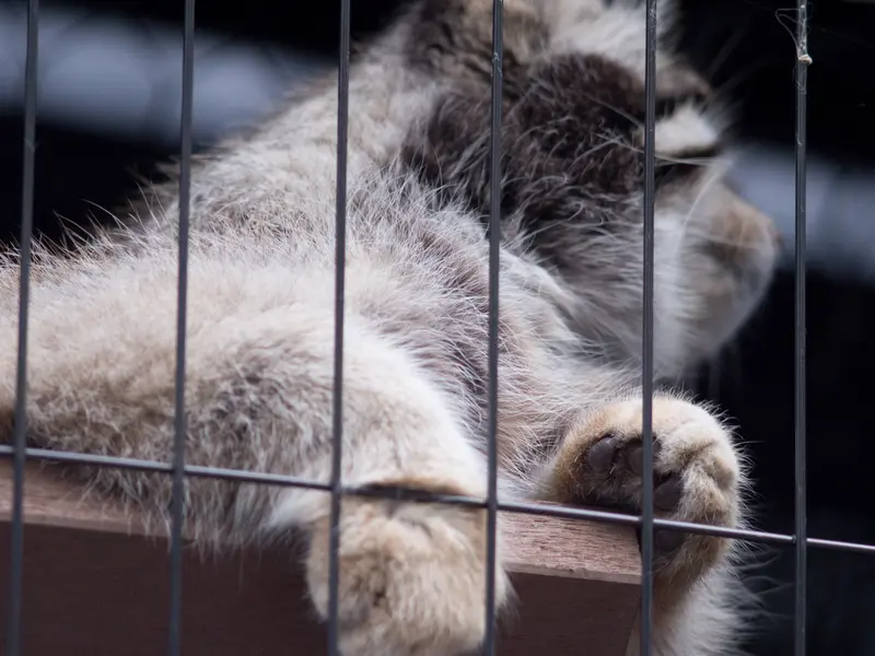 旭山動物園のグルーシャの写真