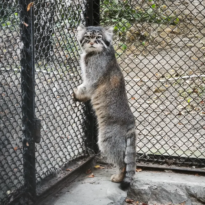 ノヴォシビルスク動物園のジョージの写真