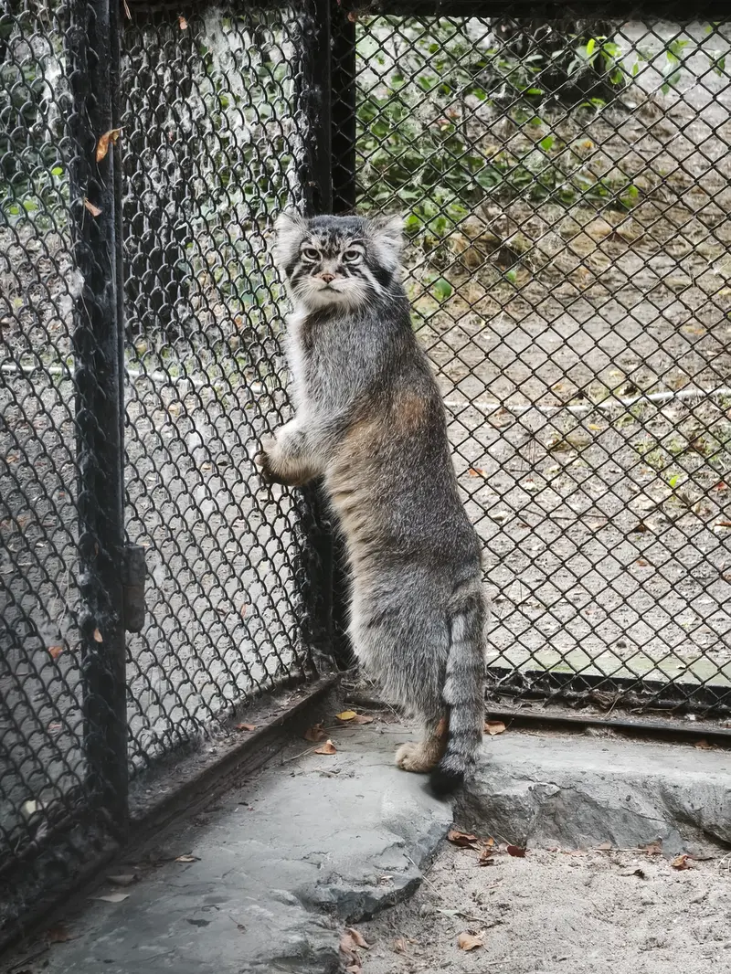 ノヴォシビルスク動物園のジョージの写真
