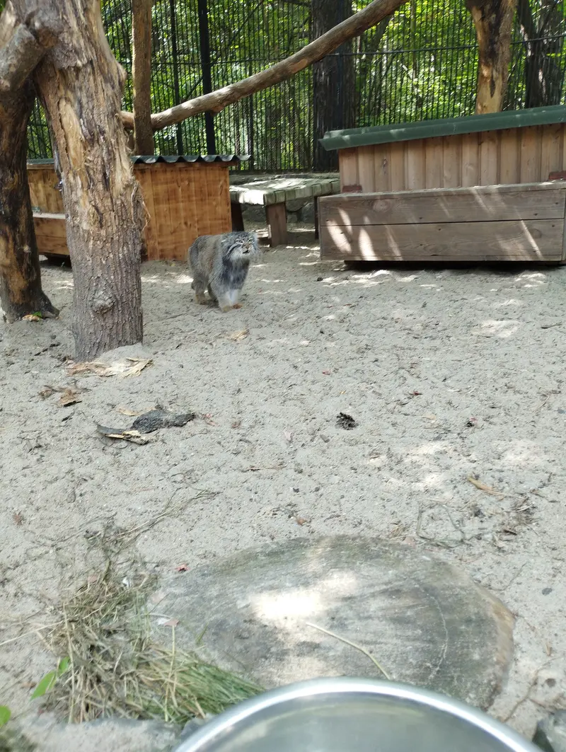 ノヴォシビルスク動物園のマヌルネコの写真