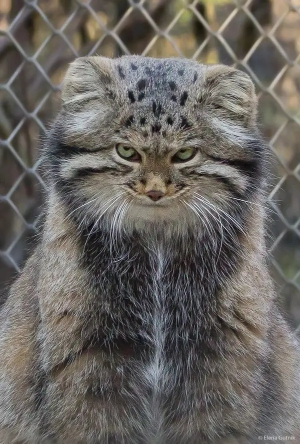 マヌルネコの写真