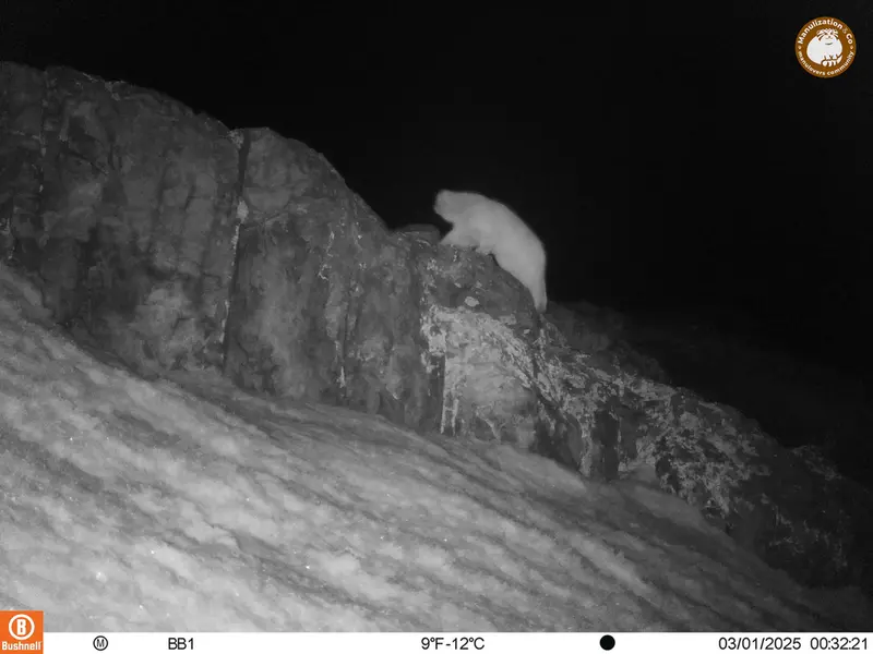 アクタス＝クンコラ［新］カメラトラップで撮影したOtocolobus manul manulの写真