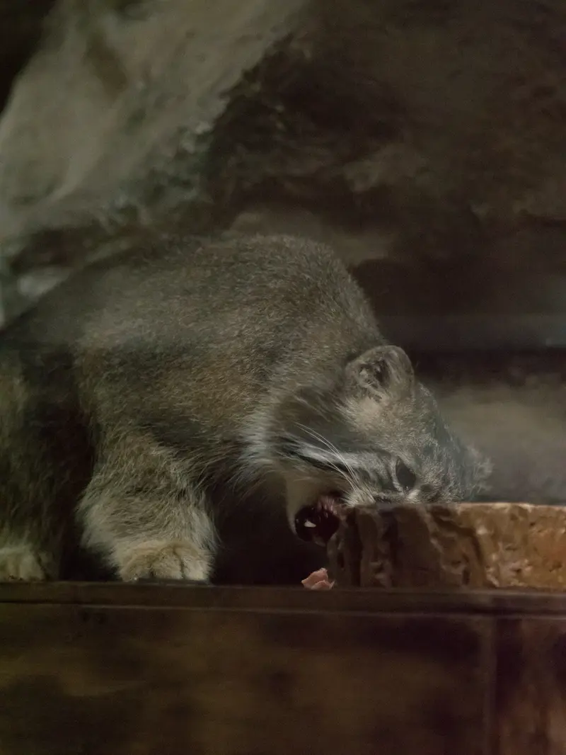 恩賜上野動物園のクリョンの写真