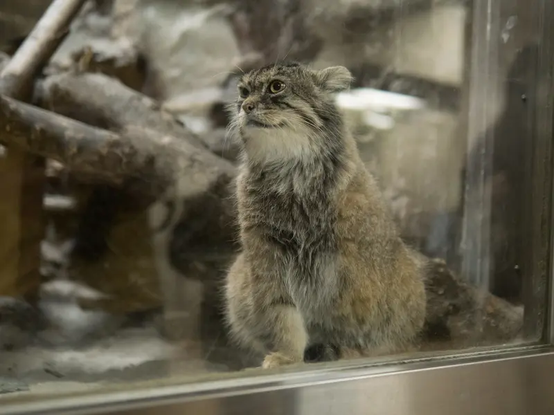 恩賜上野動物園のプリームラの写真