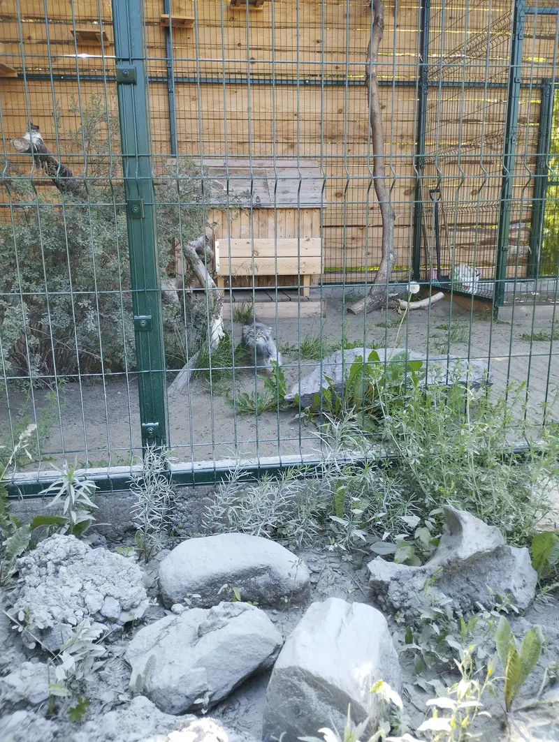 バルナウル動物園「レースナヤ・スカースカ」のペペの写真