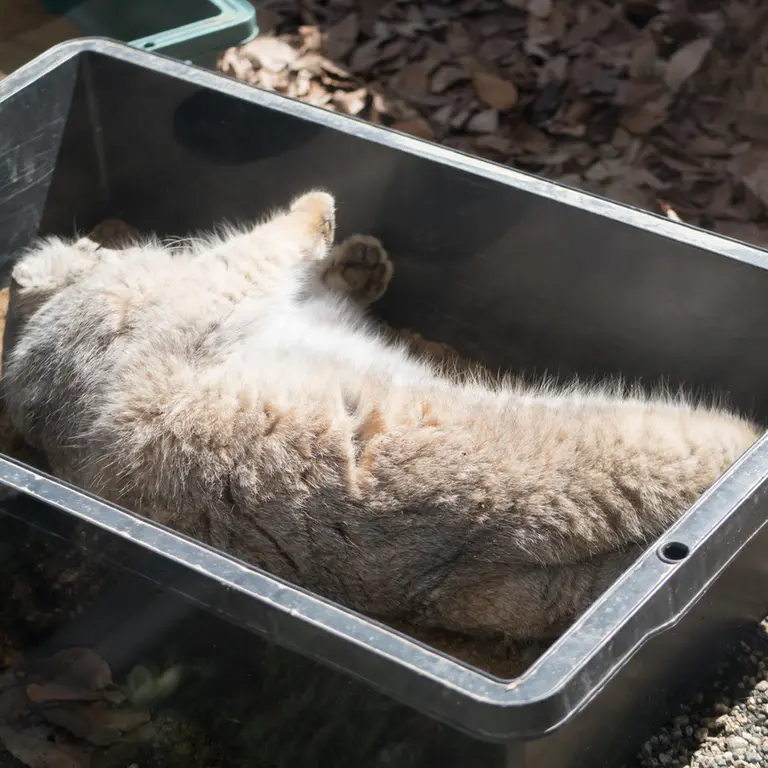 埼玉県こども動物自然公園のロータスの写真