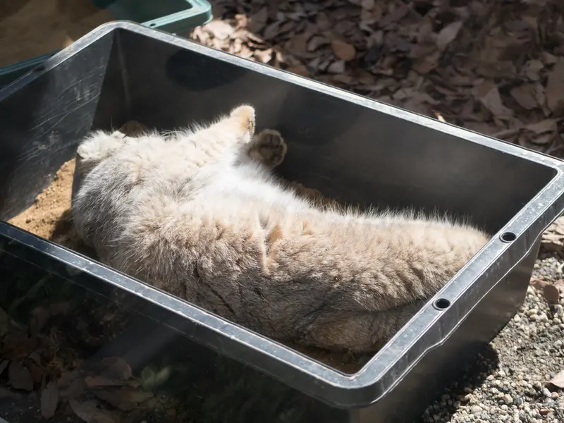 埼玉県こども動物自然公園のロータスの写真