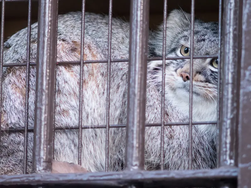 野毛山動物園のフィーガの写真