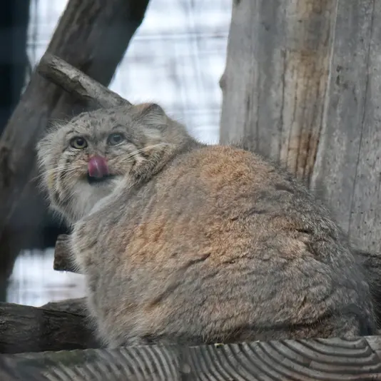 ザールブリュッケン動物園のカルプソの写真