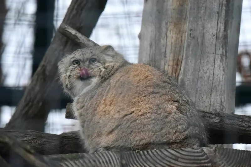 ザールブリュッケン動物園のカルプソの写真