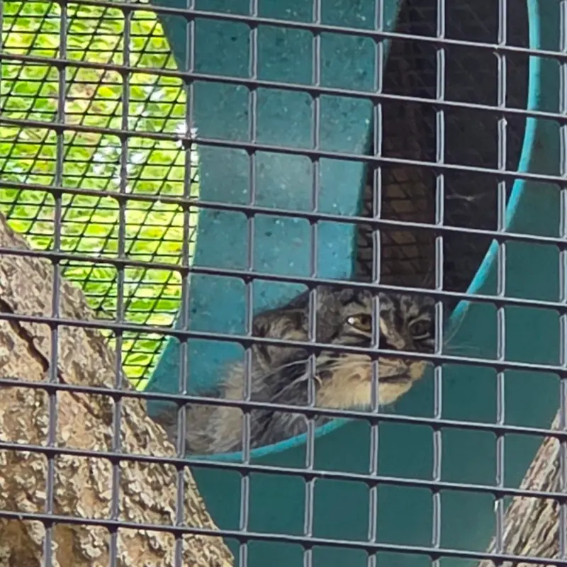ニアイビ動物園のイーヴィーの写真