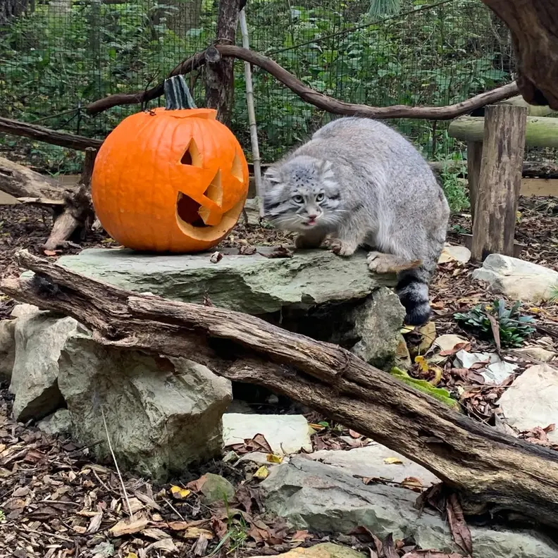 オグルベイ・グッド動物園のディーンの写真