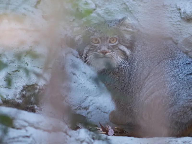 野毛山動物園のフィーガの写真
