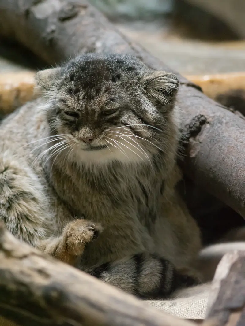 恩賜上野動物園のプリームラの写真