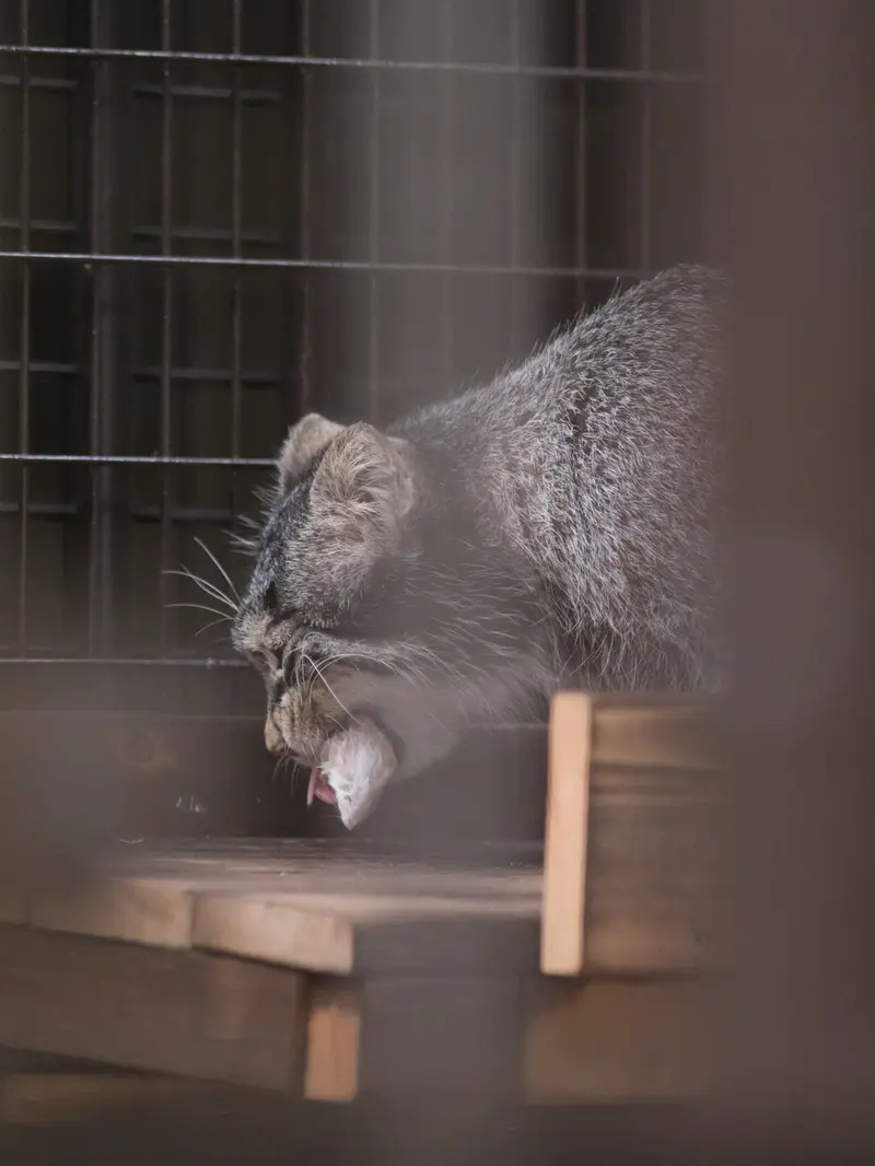 野毛山動物園のフィーガの写真
