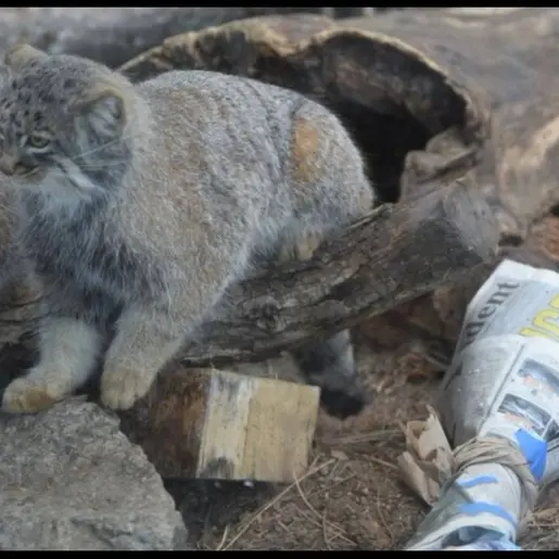 シャイアン・マウンテン動物園のテイトとボーの写真