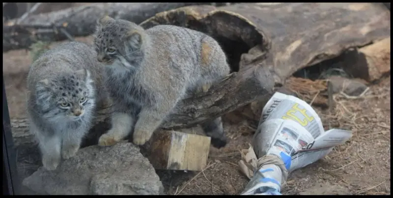 シャイアン・マウンテン動物園のテイトとボーの写真