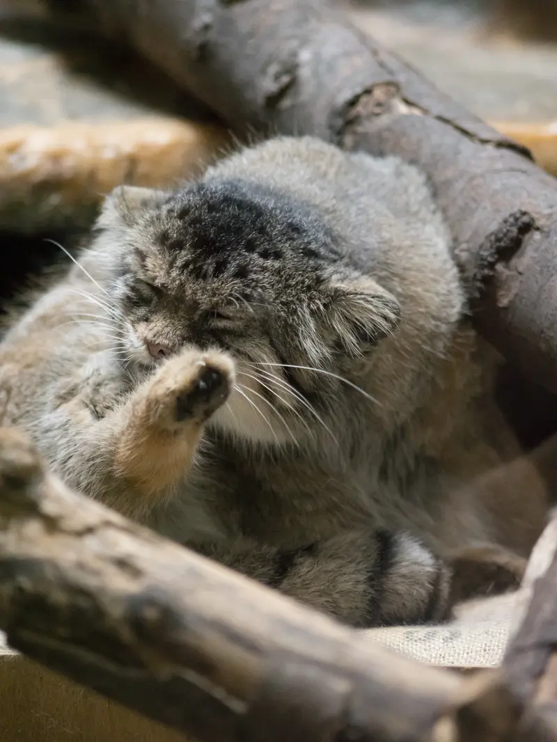 恩賜上野動物園のプリームラの写真