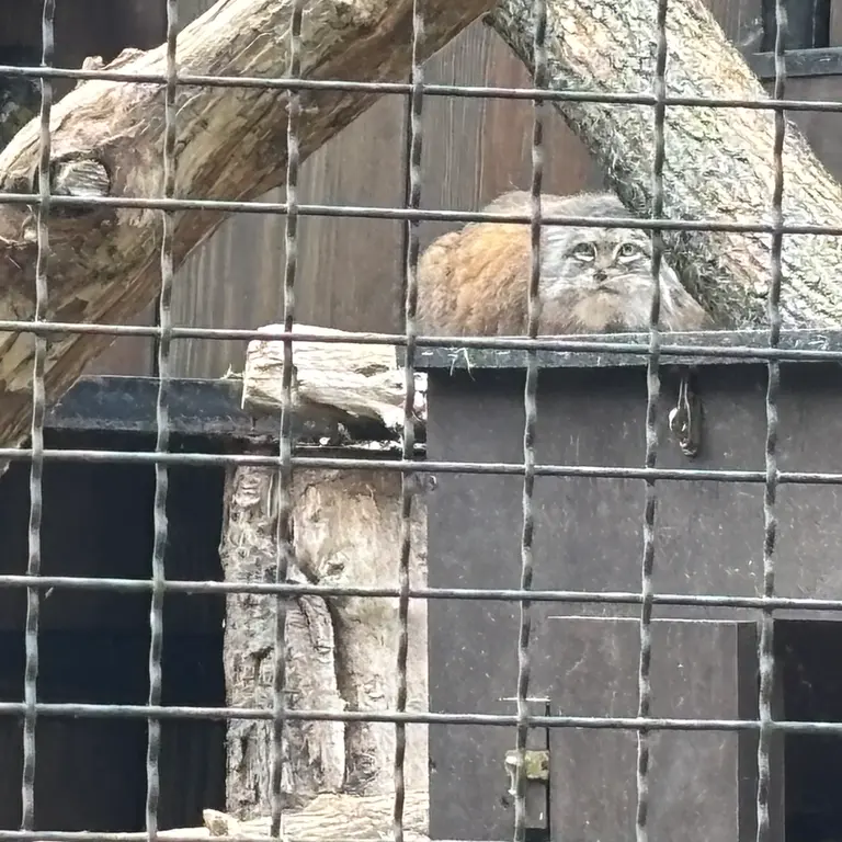 ワルシャワ動物園のジェシーの写真