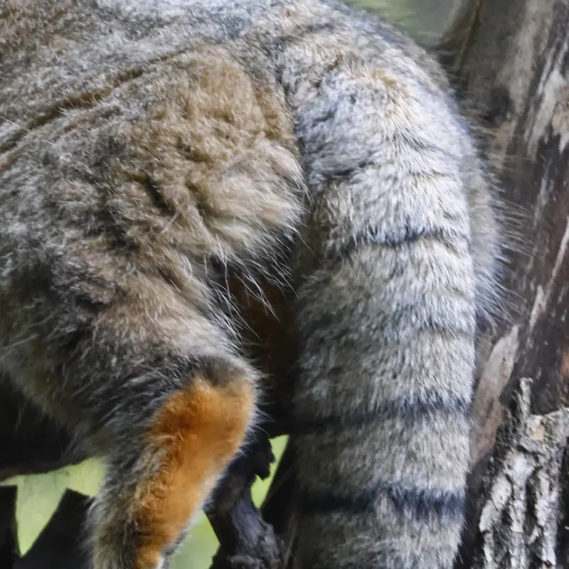 ノヴォシビルスク動物園のゾーシャの写真