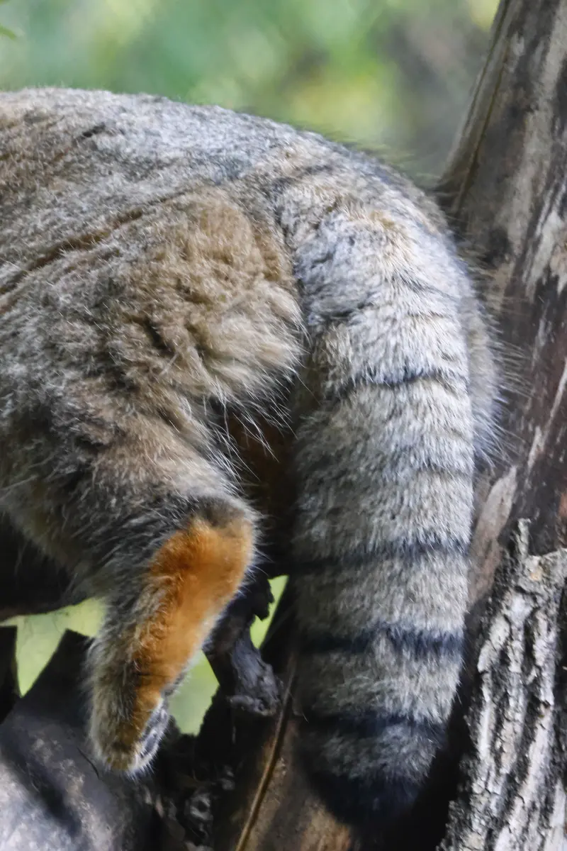 ノヴォシビルスク動物園のゾーシャの写真