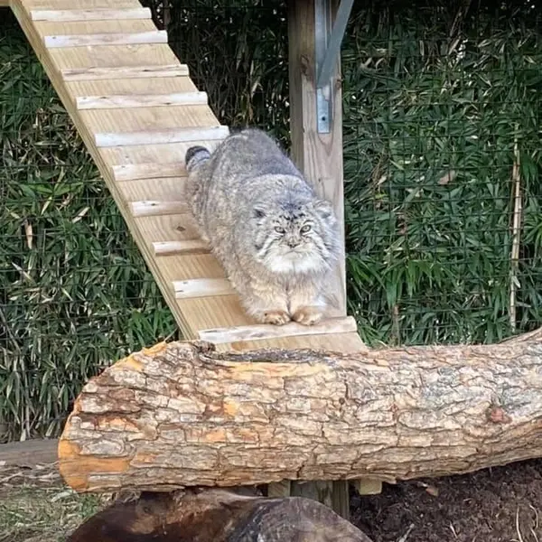 タンガニーカ野生動物公園のティムの写真