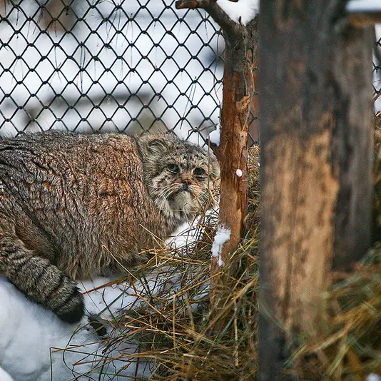 ノヴォシビルスク動物園のブレイドの写真