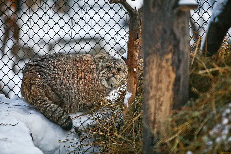 ノヴォシビルスク動物園のブレイドの写真