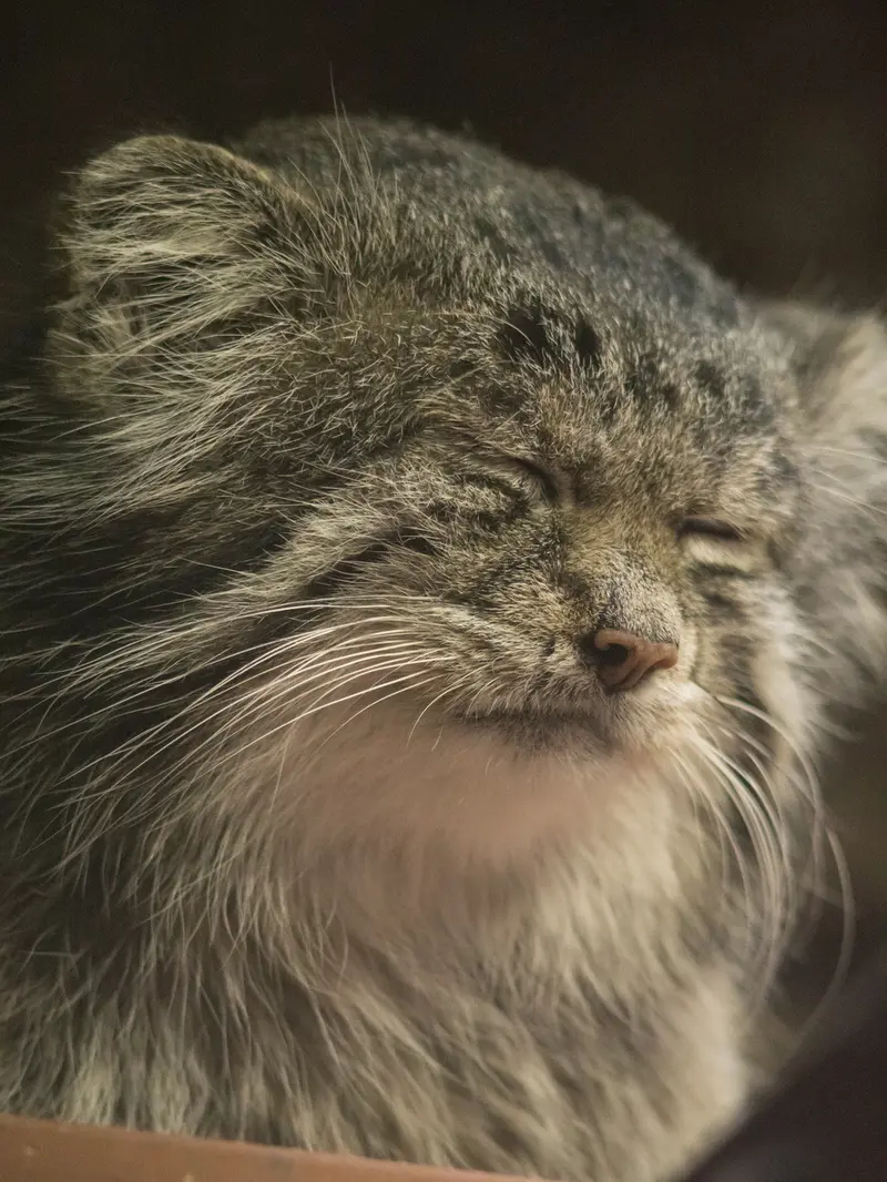 恩賜上野動物園のクリョンの写真