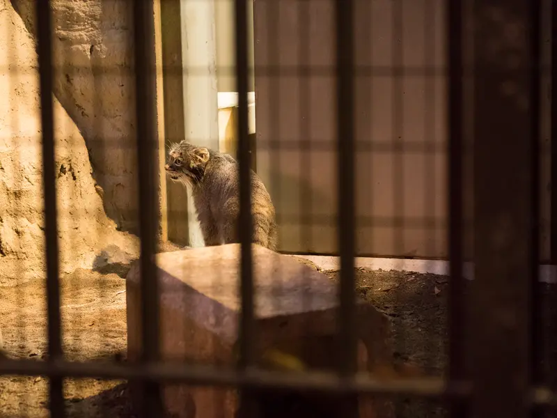 野毛山動物園のフィーガの写真