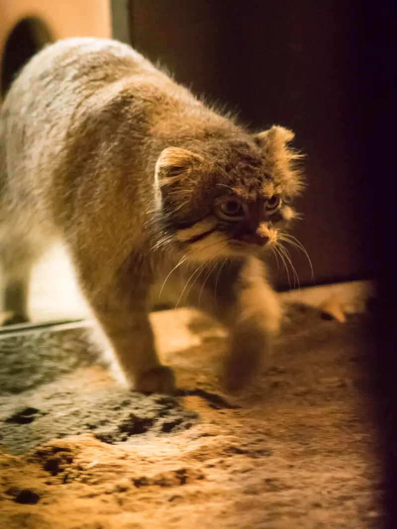野毛山動物園のフィーガの写真