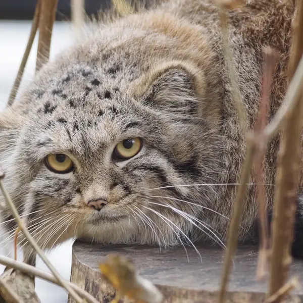 グダニスク動物園のアルタイの写真