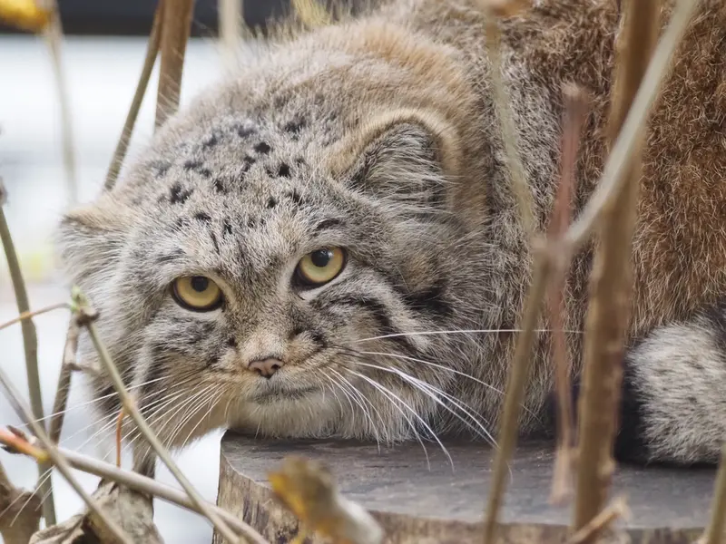 グダニスク動物園のアルタイの写真